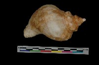 藏品(大風車峨螺)的圖片